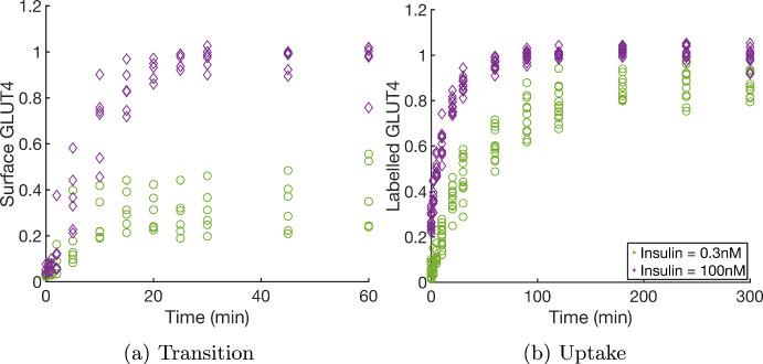 Does GLUT4 Queue? A Mechanistic Mathematical Model for Insulin Response in Adipocytes.