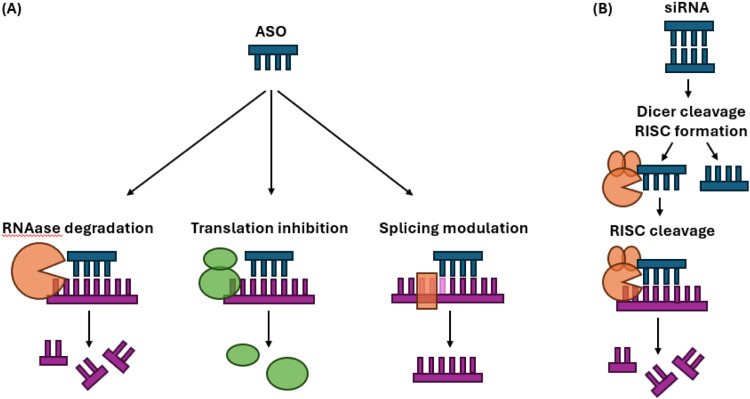 CTAD taskforce: genetic therapies in Alzheimer's disease.
