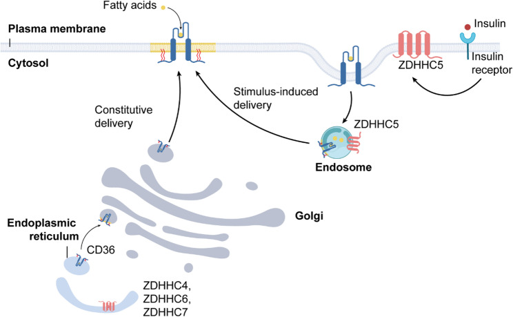 Lipid overload meets S-palmitoylation: a metabolic signalling nexus driving cardiovascular and heart disease.