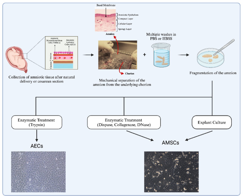 Validated methods for isolation and qualification of mesenchymal stromal/stem cells from different sources.