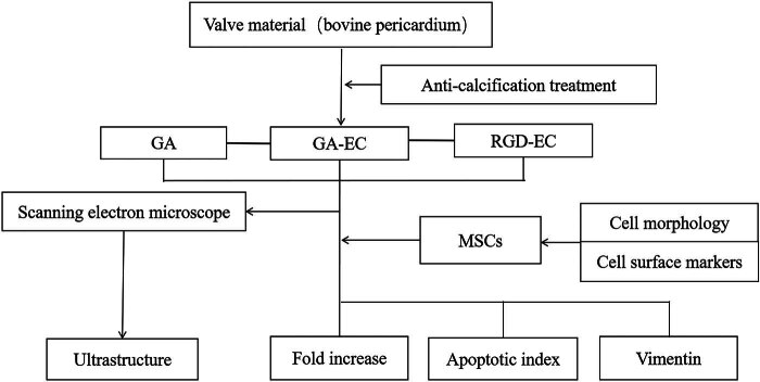 Biological properties of valve materials using RGD and EC.