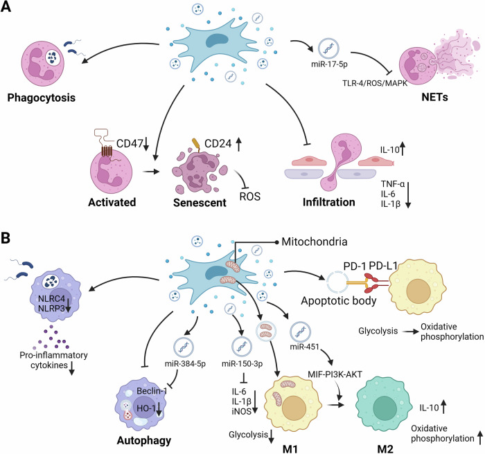 Mesenchymal stem cells for lung diseases: focus on immunomodulatory action.