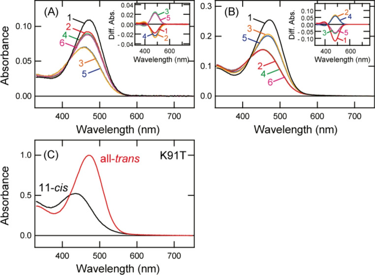 A key spectral tuning site of UV-sensitive vertebrate non-visual opsin Opn5.