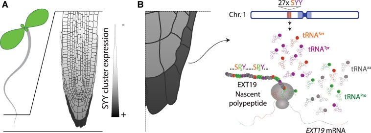Tailored translation: Local tRNA activation to match protein composition needs.