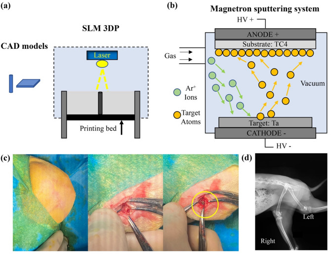 Magnetron sputtering to enhance bone integration of tantalum-coated titanium implants: an in vitro and in vivo analysis.
