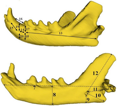 Craniometric and Topographic Analysis of British Shorthair and Scottish Fold Cats Using Three-Dimensional Modelling.
