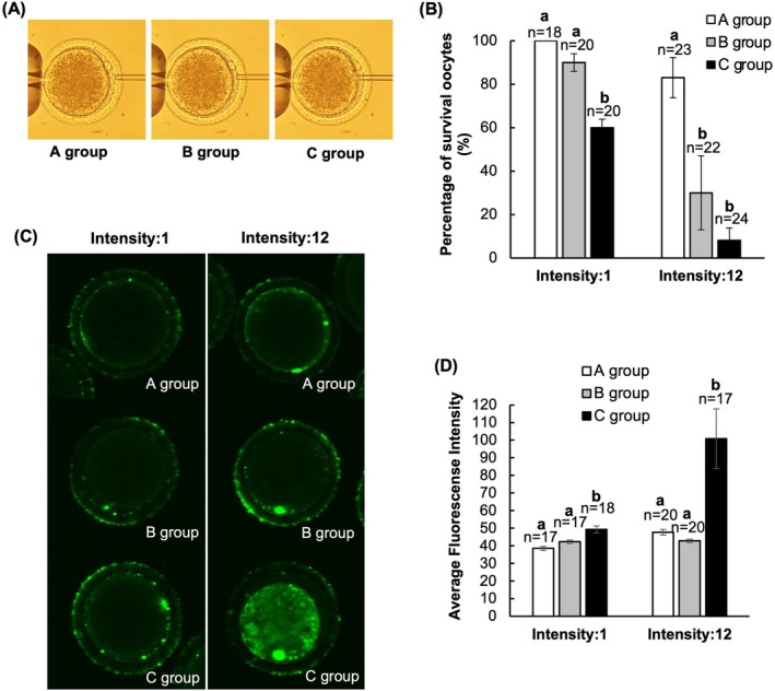 Sperm Injection at the Para-Polar Body Site in Piezo-Intracytoplasmic Sperm Injection Improves Subsequent Early Development of Bovine Embryos.