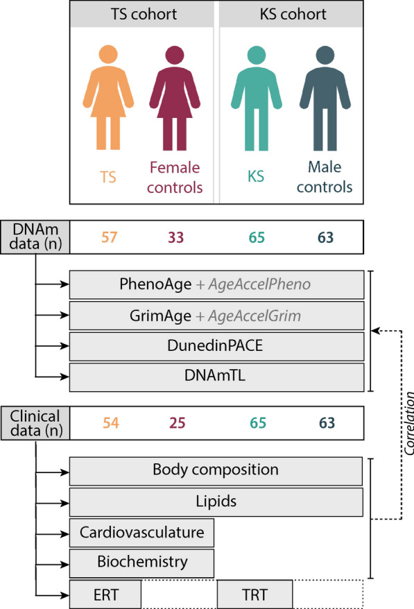 Epigenetic age acceleration in Turner and Klinefelter syndrome: Correlations with clinical aging markers.