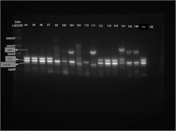 Antibiotic resistance pattern of multidrug-resistant Enterobacterales from a rectal surveillance study in northern Nigeria.
