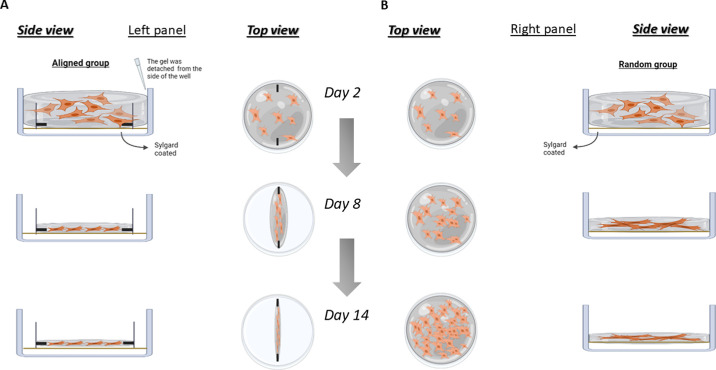 Tissue Architecture Modulates Compositional and Structural Properties of Corneal Myofibroblast-Derived Matrix.