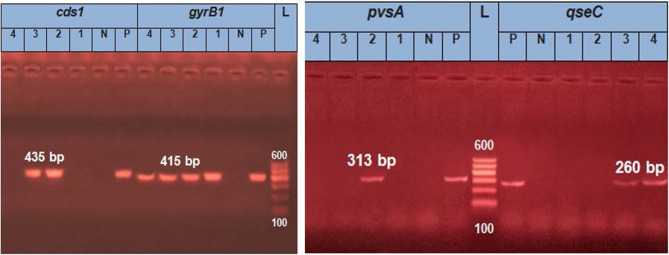 Presence of virulent Edwardsiella tarda in farmed nile tilapia and striped catfish.