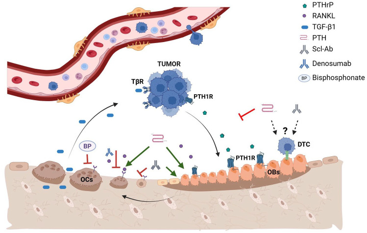 Bone health in cancer: perspective on the use of osteoanabolic agents.