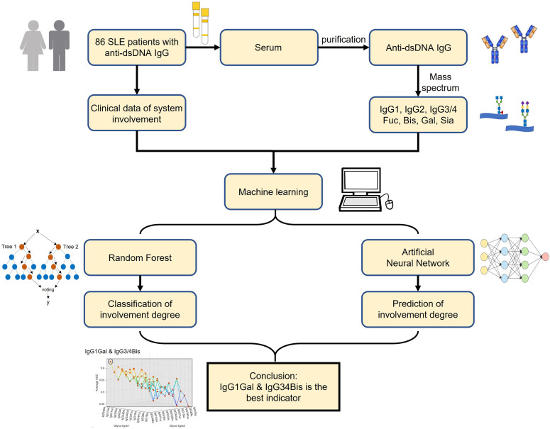Glycosylation of anti-dsDNA IgG correlates with organ involvement in treatment-naïve patients with systemic lupus erythematosus.
