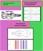 Rabbit Skull Shape: Three-Dimensional Geometric Morphometric Analysis.