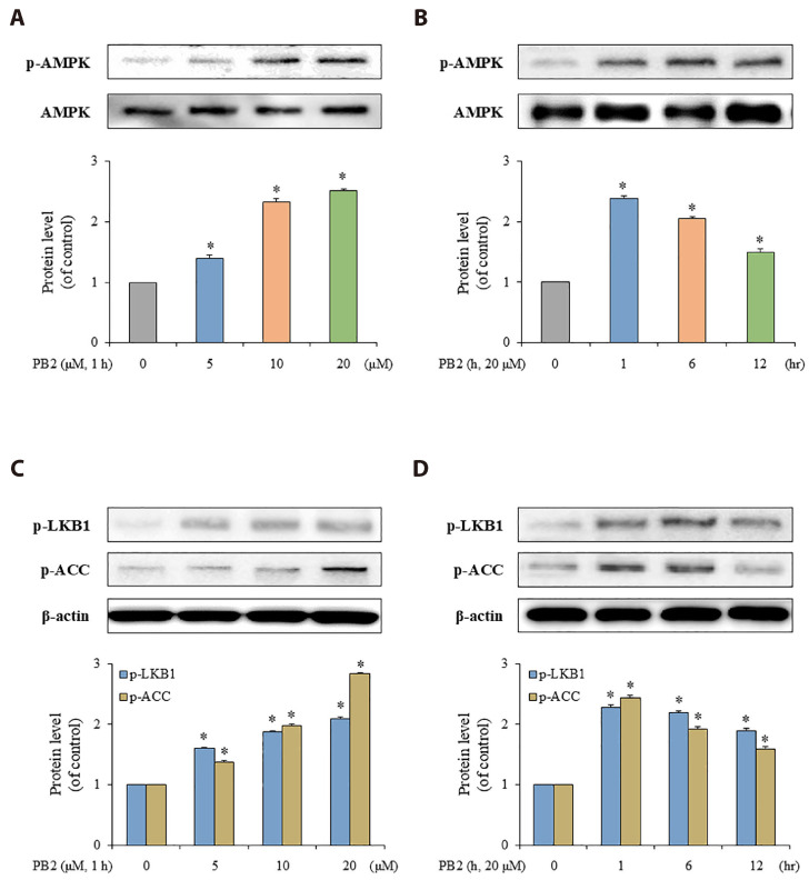 Procyanidin B2-induced LKB1-AMPK activation mitigates vascular smooth muscle cell proliferation through inhibition of mTOR signaling.