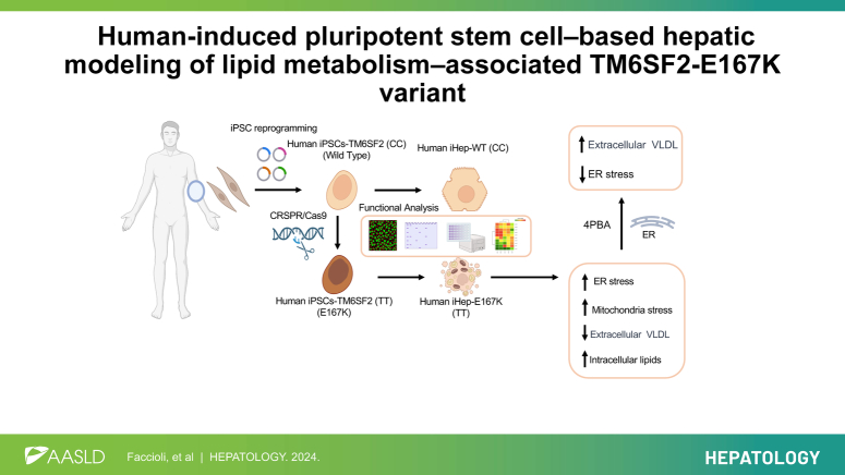 Human-induced pluripotent stem cell-based hepatic modeling of lipid metabolism-associated TM6SF2-E167K variant.