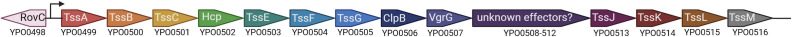 <i>Yersinia pestis</i> BipA is a novel regulator of pesticin and a type 6 secretion system.