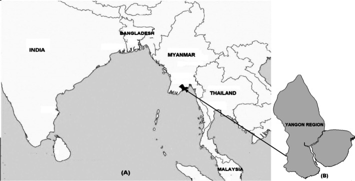 Estimating scrub typhus and murine typhus incidence among adolescents and adults in Yangon, Myanmar.
