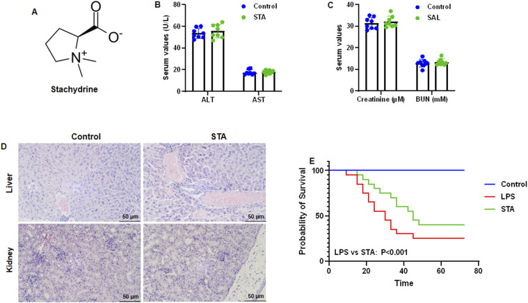 Stachydrine Alleviates Sepsis-Induced Cardiomyopathy by Inhibiting Ferroptosis via Regulating SIRT1/GPX4 Pathway.