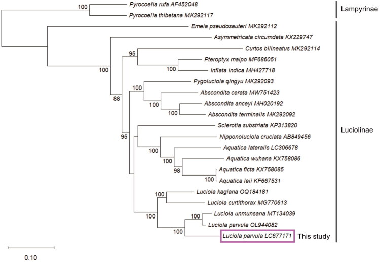 Complete mitochondrial genome of the firefly <i>Luciola parvula</i> Kiesenwetter (Coleoptera, Lampyridae) from Japan and its phylogenetic analyses.