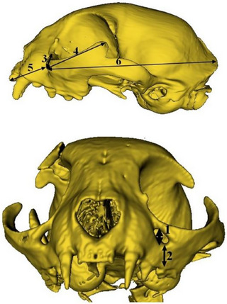 Craniometric and Topographic Analysis of British Shorthair and Scottish Fold Cats Using Three-Dimensional Modelling.