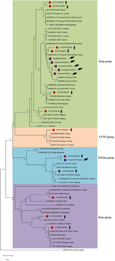 Molecular Epidemiology and Genetic Diversity of Orientia tsutsugamushi From Patients and Small Mammals in Xiangyun County, Yunnan Province, China.