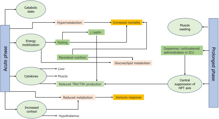 Critical illness-implications of non-thyroidal illness syndrome and thyroxine therapy.