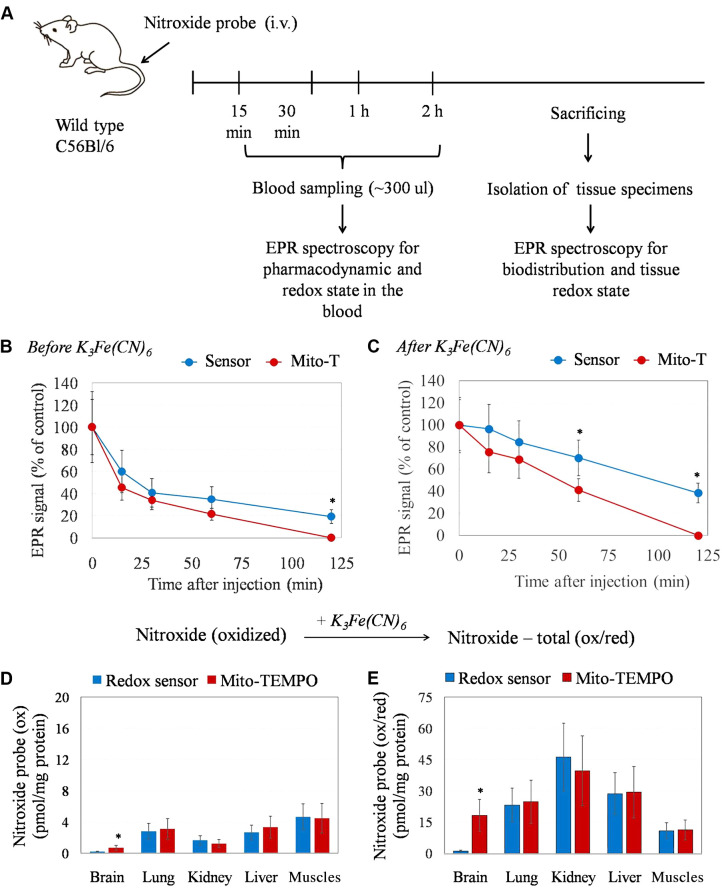 Multi-spin Redox Sensor for Electron Paramagnetic Resonance Studies of Tissue Redox State <i>In Vivo</i>: Validation of Data With a Conventional Spin Probe.