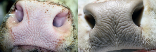 Identification of Cattle Using Nasolabial Plate Imprints and Biometric Analysis.