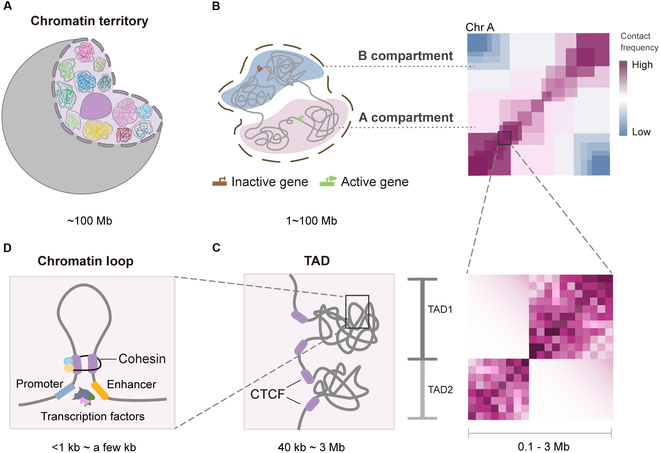 3D Genome Engineering: Current Advances and Therapeutic Opportunities in Human Diseases.