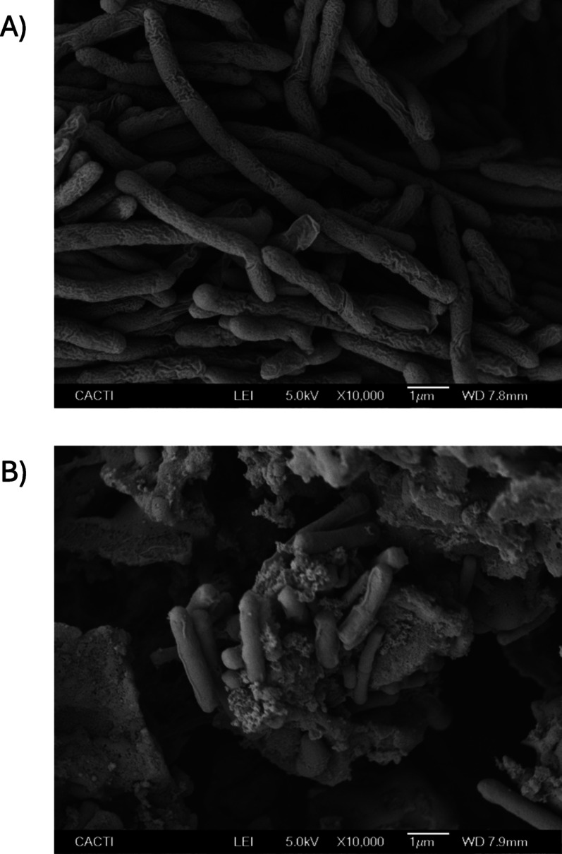 Identification of novel Gramicidin S analogs from Aneurinibacillus aneurinilyticus isolated from corn steep liquor with potential antifungal activity.