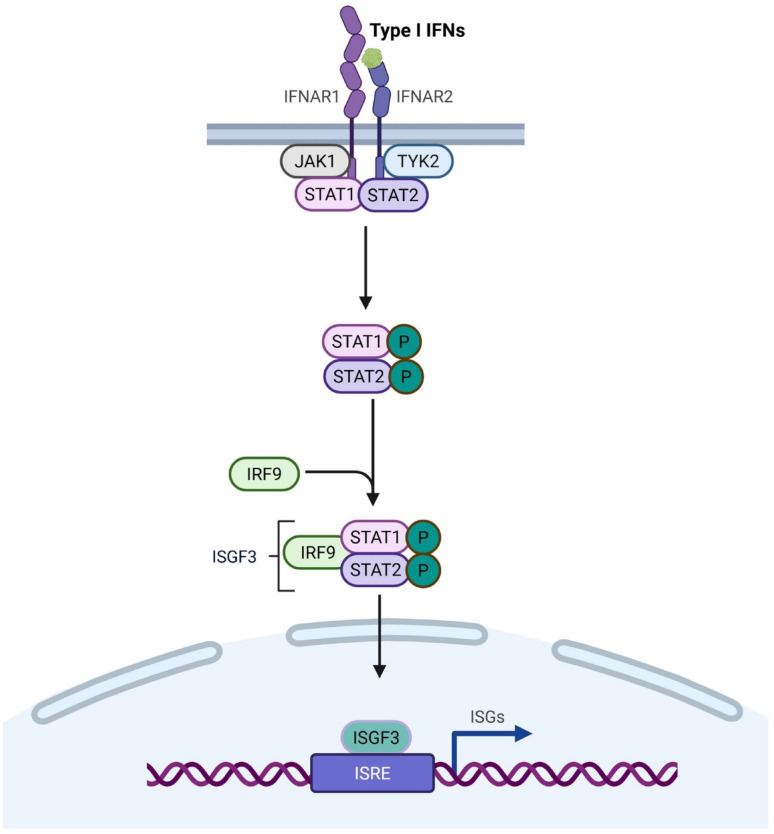 Inflammatory mitochondrial signalling and viral mimicry in cancer.