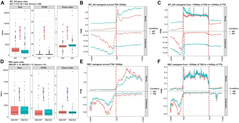 <i>proRate</i>: an R package to infer gene transcription rates with a novel least sum of squares method.