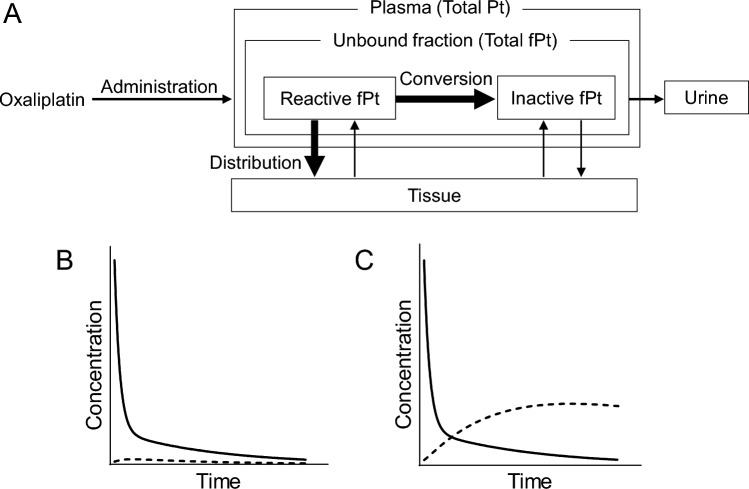 Onco-nephrology in clinical practice: pharmacokinetics, monitoring, and treatment strategies for patients with cancer and impaired renal function.