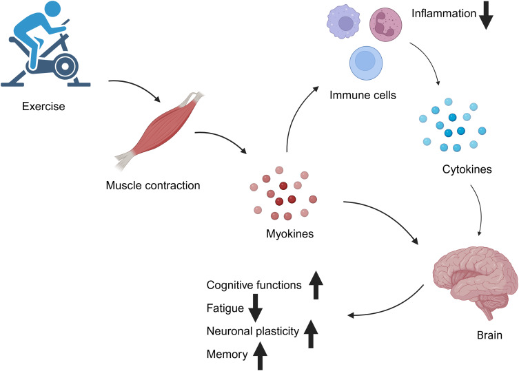 The Dual Role of Myokines in Fatigue Associated with Inflammatory Joint Diseases.