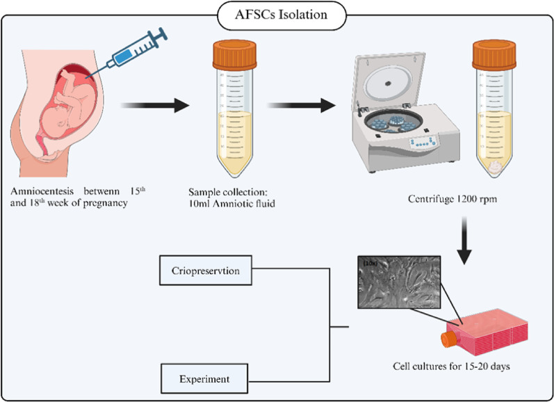 Validated methods for isolation and qualification of mesenchymal stromal/stem cells from different sources.