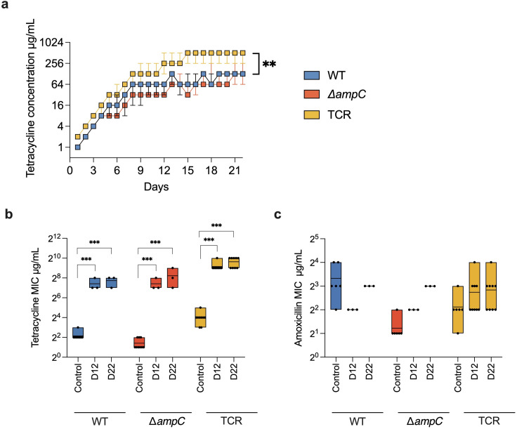 Driving factors for beta-lactam resistance gene amplification during <i>de novo</i> resistance evolution in <i>E. coli</i>.