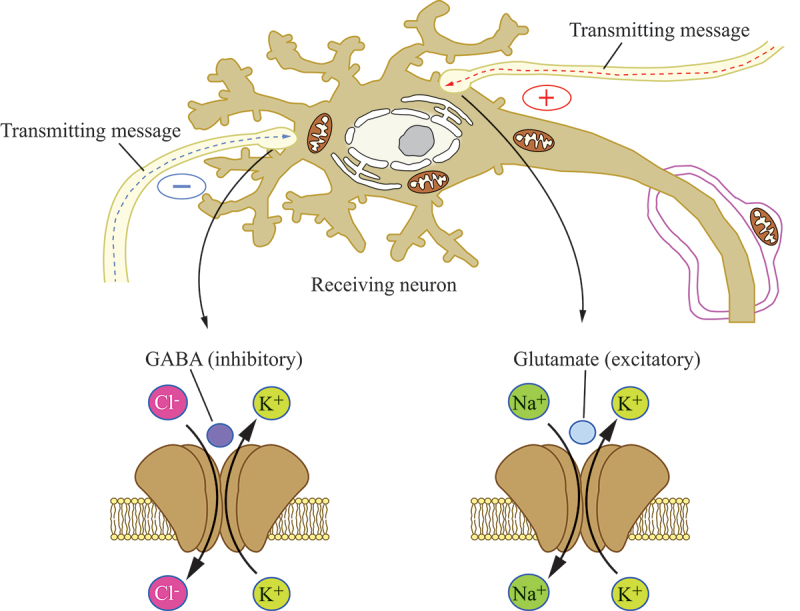 Epilepsy and autophagy modulators: a therapeutic split.
