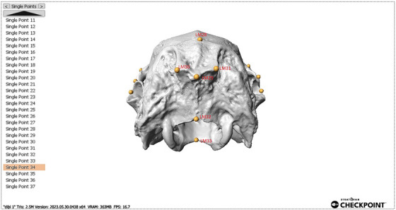 Rabbit Skull Shape: Three-Dimensional Geometric Morphometric Analysis.