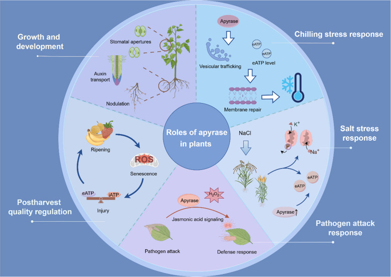 Apyrase in horticultural crops: insights into growth, stress adaptation and quality regulation.