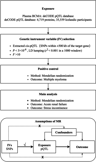 Characterizing the Real-World Risks of Kidney Injuries Associated with Chimeric Antigen Receptor T Cell Therapies-Evidence and Safety.