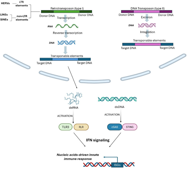 Inflammatory mitochondrial signalling and viral mimicry in cancer.