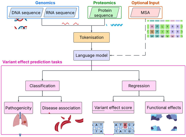 Language Modelling Techniques for Analysing the Impact of Human Genetic Variation.