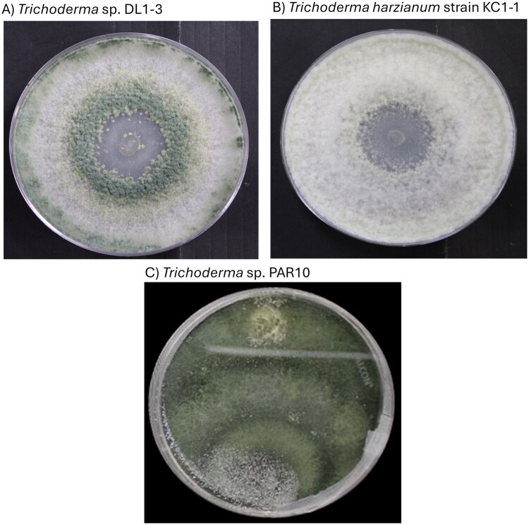 Complete mitochondrial genomes of biological control stains in the <i>Trichoderma harzianum</i> Rifai complex (strains DL1-3, KC1-1, and PAR10) isolated from Californian grapevines.