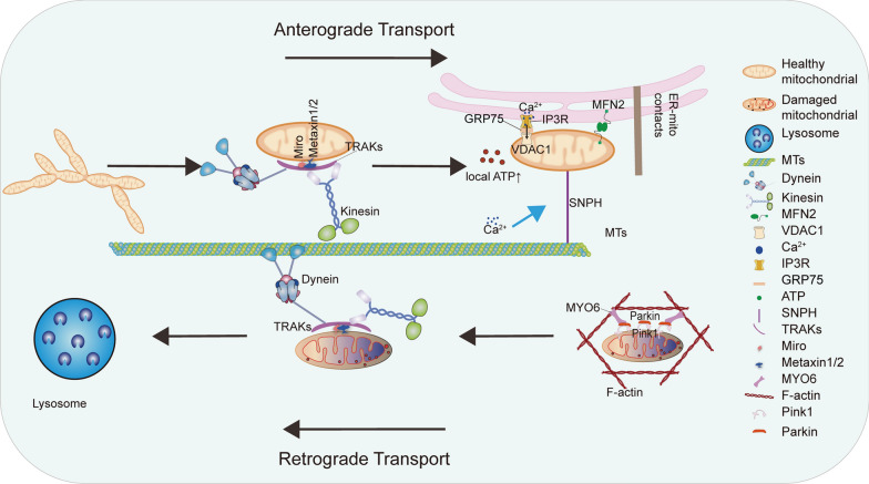 Molecular mechanisms of mitochondrial quality control.