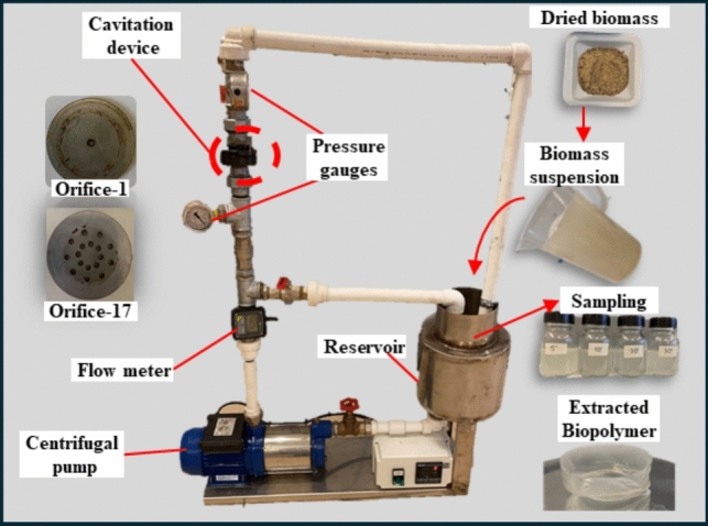 Hydrodynamic cavitation assisted recovery of intracellular polyhydroxyalkanoates.