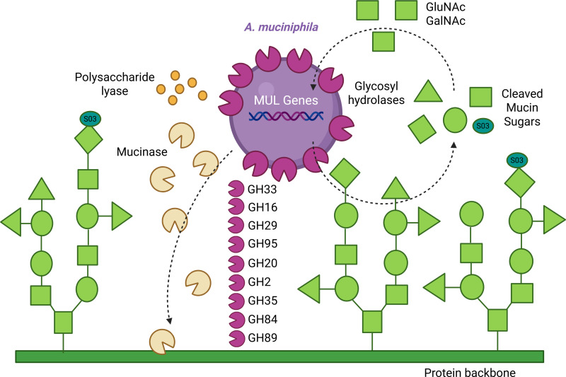 Breaking down barriers: is intestinal mucus degradation by <i>Akkermansia muciniphila</i> beneficial or harmful?