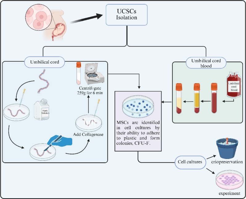 Validated methods for isolation and qualification of mesenchymal stromal/stem cells from different sources.