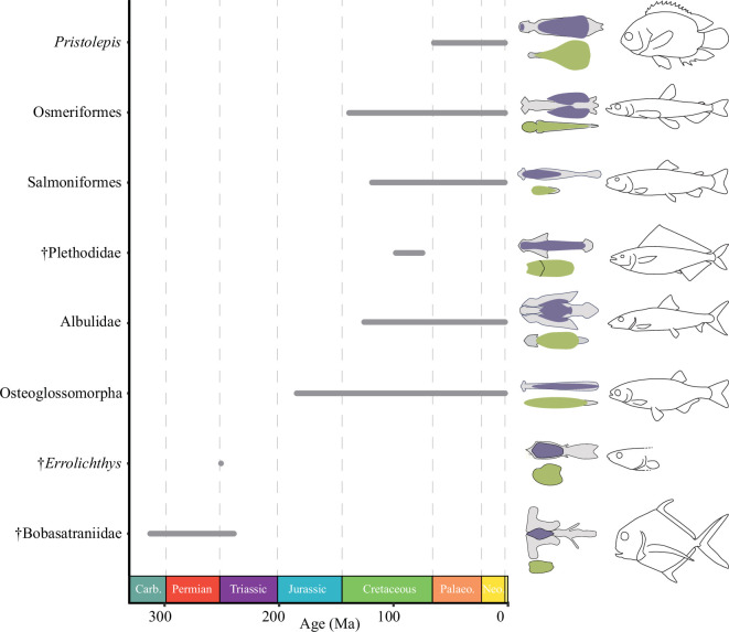 Tongue-bite apparatus highlights functional innovation in a 310-million-year-old ray-finned fish.