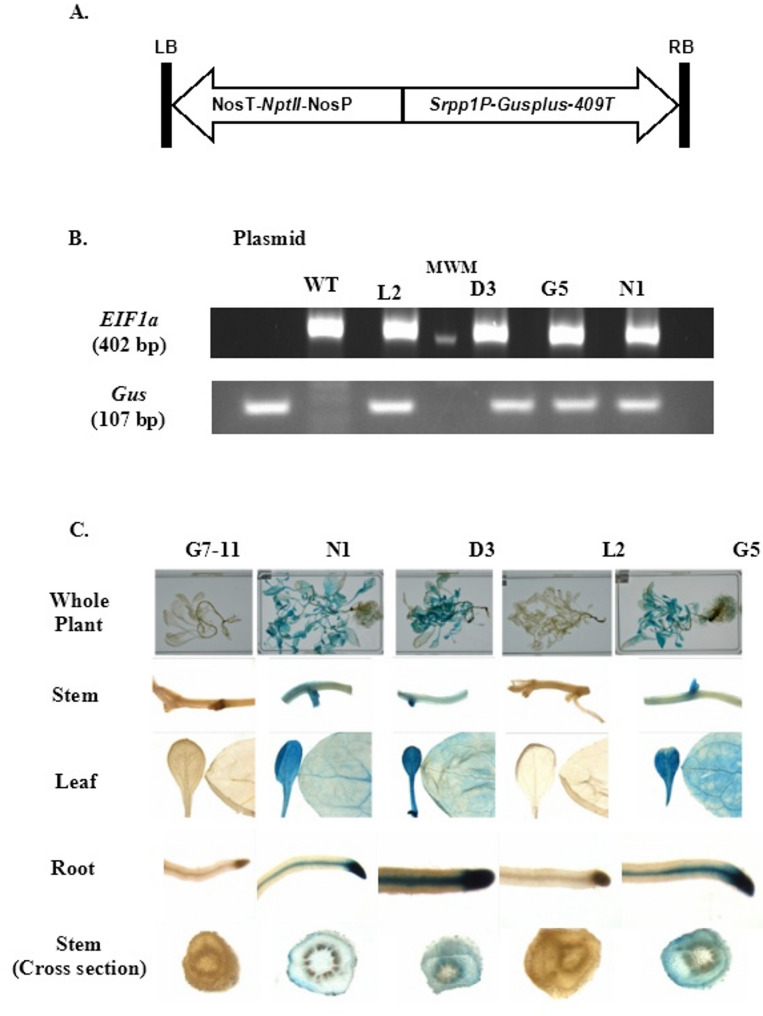 Characterization of Small Rubber Particle Protein 1 promoter from guayule (Parthenium argentatum).